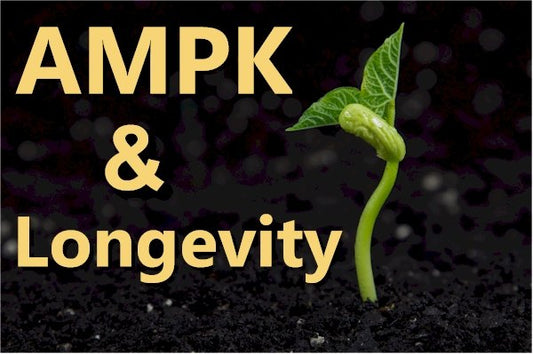 Most Current Longevity Roads Lead to AMPK - The Anti-Aging Rome - indigonaturals.net