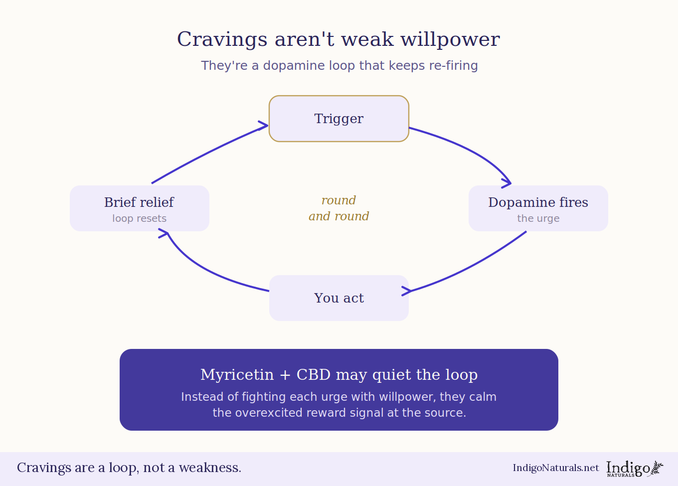 myricetin glp 1 PDF) Myricetin: a potent approach for the treatment of type 2 diabetes as a natural class B GPCR agonist Craving Reduction Comprehensive Metabolic Health Myricetin and Dopamine - the