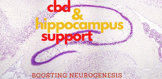 Can CBD Stimulate Hippocampus Neurogenesis for Anxiety? - indigonaturals.net