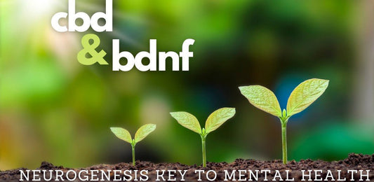 CBD and the Brain Fertilizer BDNF - indigonaturals.net