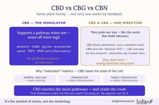 CBD vs CBG vs CBN - Actual Research Beyond The Hype