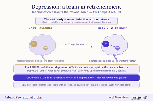 Updated Guide to CBD and Depression Research