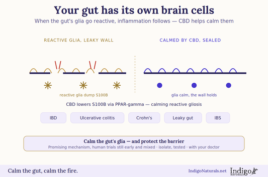 CBD and gut inflammation