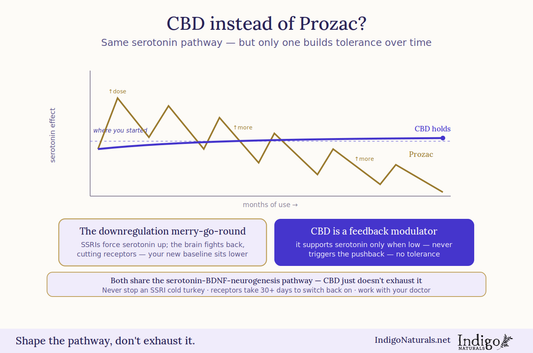 CBD Instead of Prozac?  Research on the Shared Serotonin Pathway