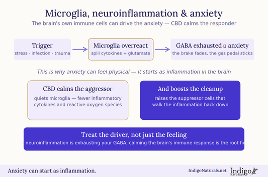 CBD, Microglia, Neuroinflammation, and Anxiety