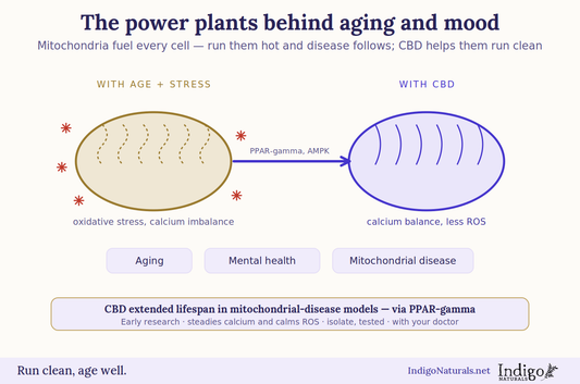 CBD and mitochondria