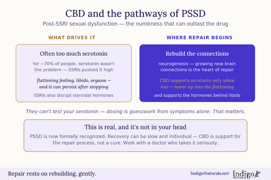 CBD and the Pathways of PSSD