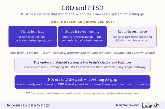 What Does New Research Show for CBD and PTSD