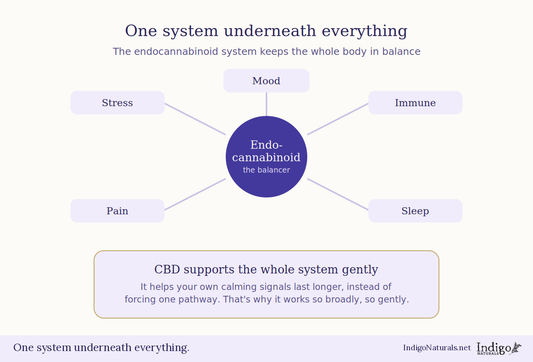 How Exactly Does CBD Work in The Body and Brain