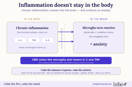CBD and inflammation for anxiety