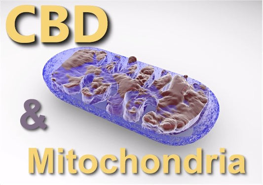 Research on CBD and Mitochondria including Mitochondrial disease, Mental Health, and Aging - indigonaturals.net